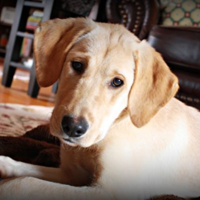 DIY Puppy Couch Cover